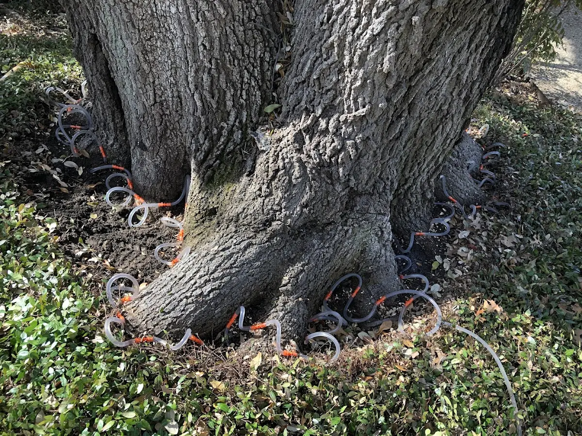 Detailed Tree Cabling and Bracing job site in Lihue
