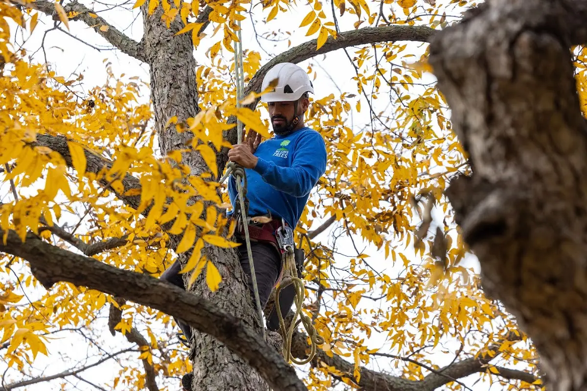 Skilled Tree Pruning crew working in Lihue